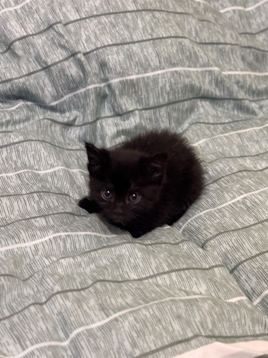 Отдаю кошечку в хорошие руки