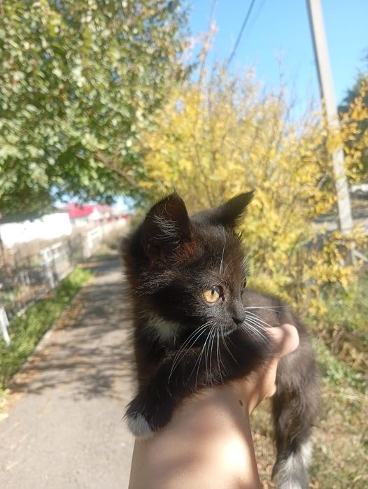 Котенок ищет дом!