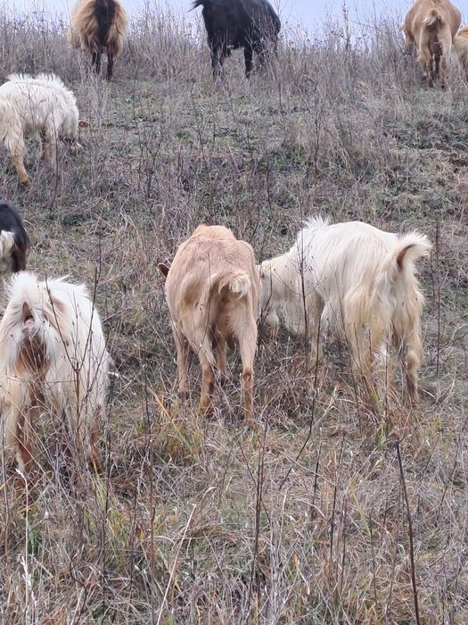 Vând capre gestante.