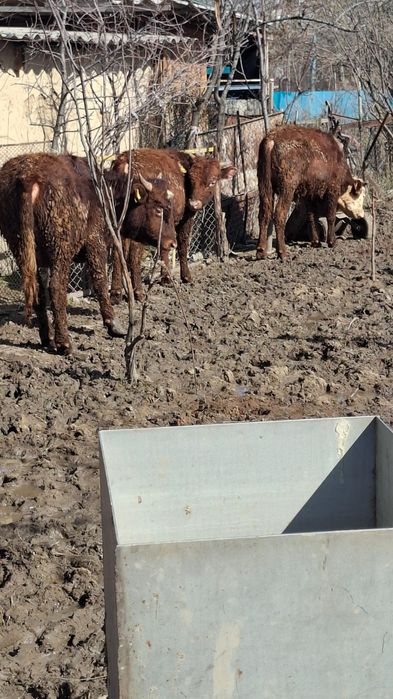 Бычки белоголовые