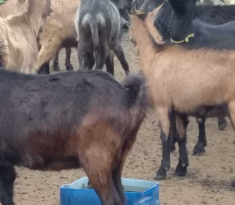 Vand Capre si Tap Alpin carnea si laptele nu au miros Oradea