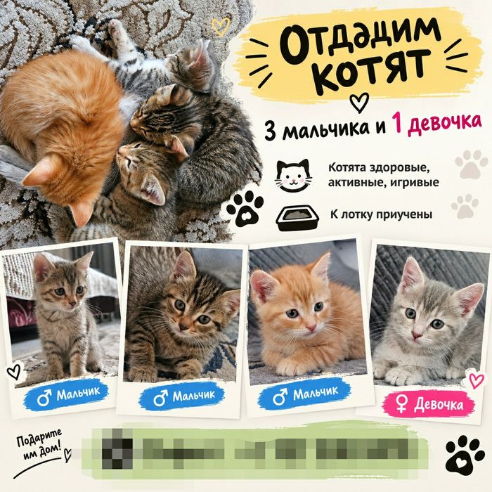 Отдам котят в добрые руки