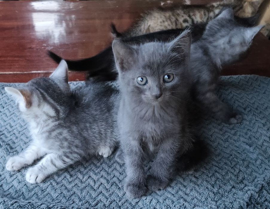 Отдам котят в хорошие руки