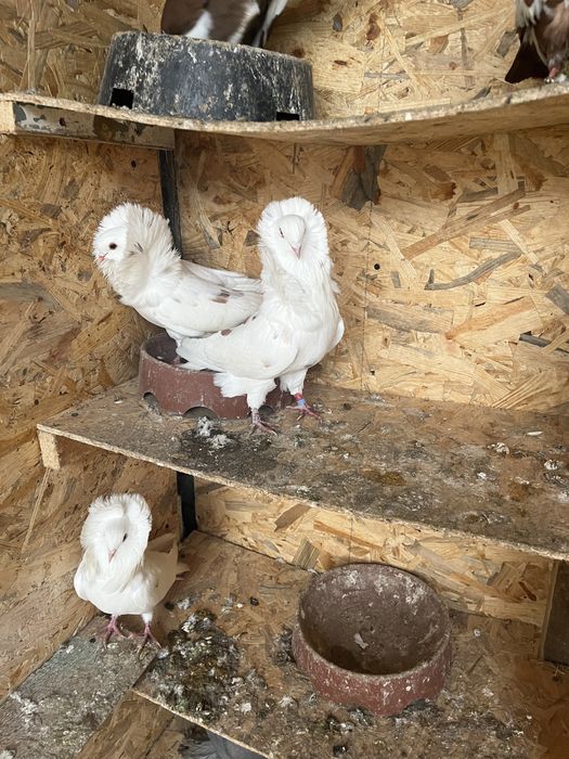 Porumbei de ornament