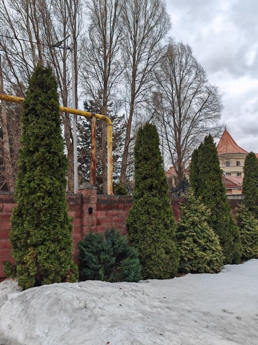 Туя чёрная сосна