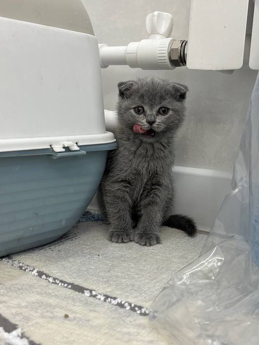 Skottish fold qizaloq sotiladi