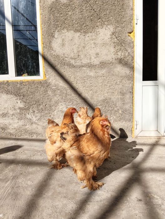 toza bramalar sotiladi