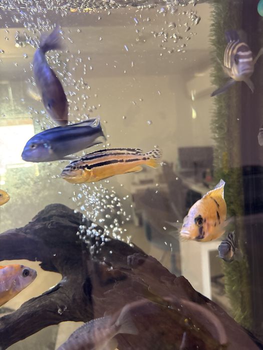 Pesti Ciclide Auratus si Red Top Hongi