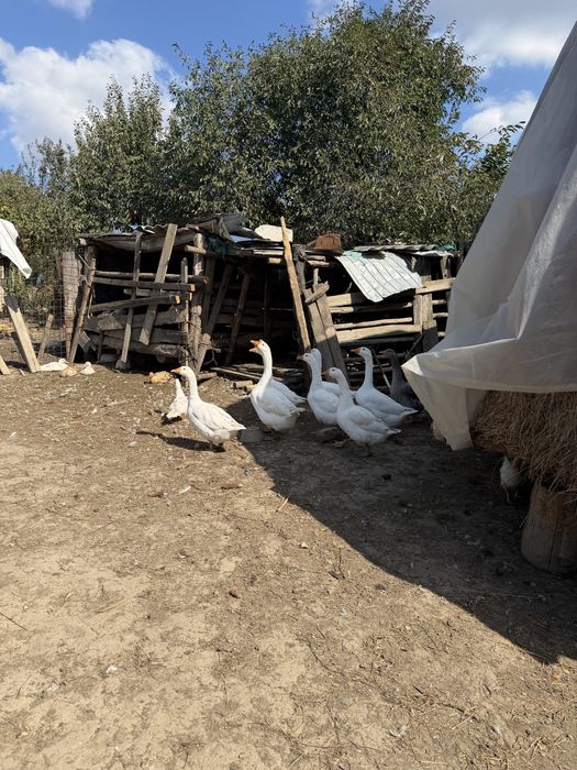 Gâște / Rațe de casă