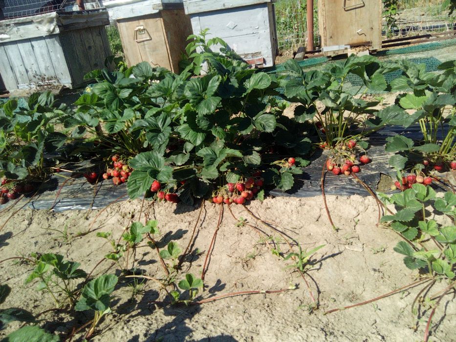 De vânzare stoloni de căpșuni și miere de albine