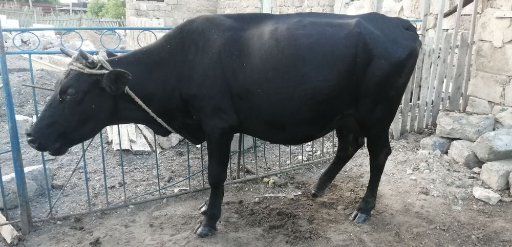 Сиырлас. Сатамин бузауимен