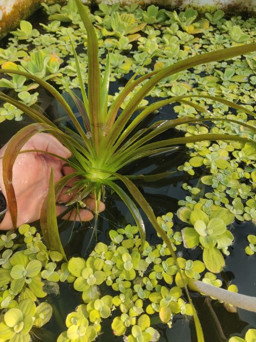Plante pentru iaz aloe de apă, pistia