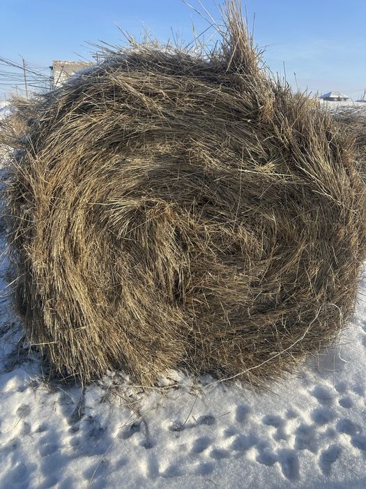 Продам сено рулоны