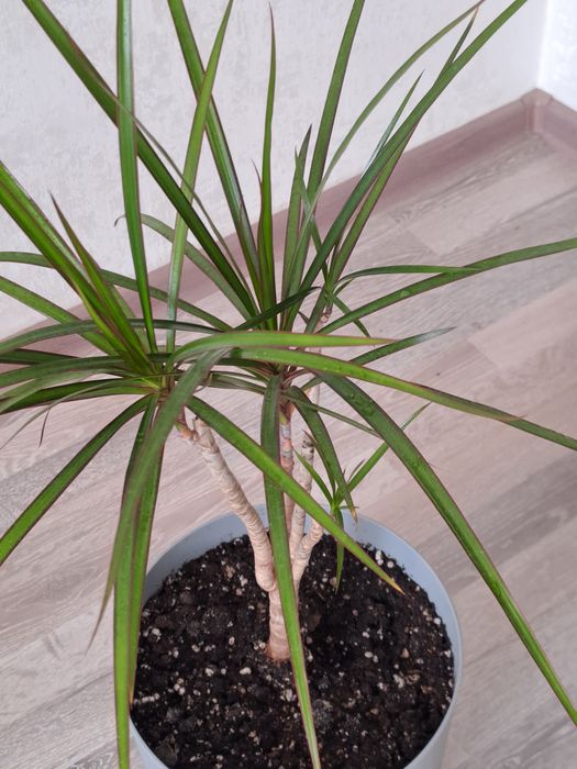 Dracaena marginata