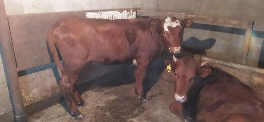 Продам   телочку