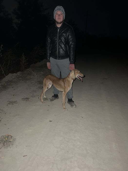 Тазы шенки продам