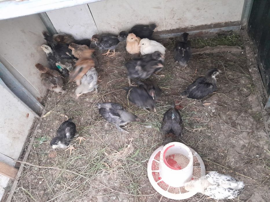 Продам домашних цыплят