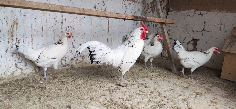 Gambriski sotladi 1+4