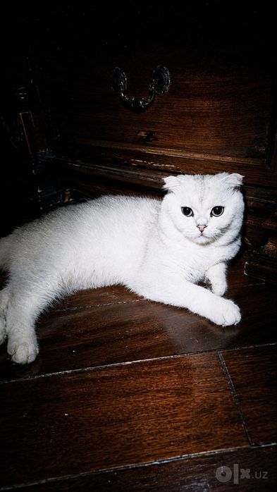 Вязка коту саму британцу