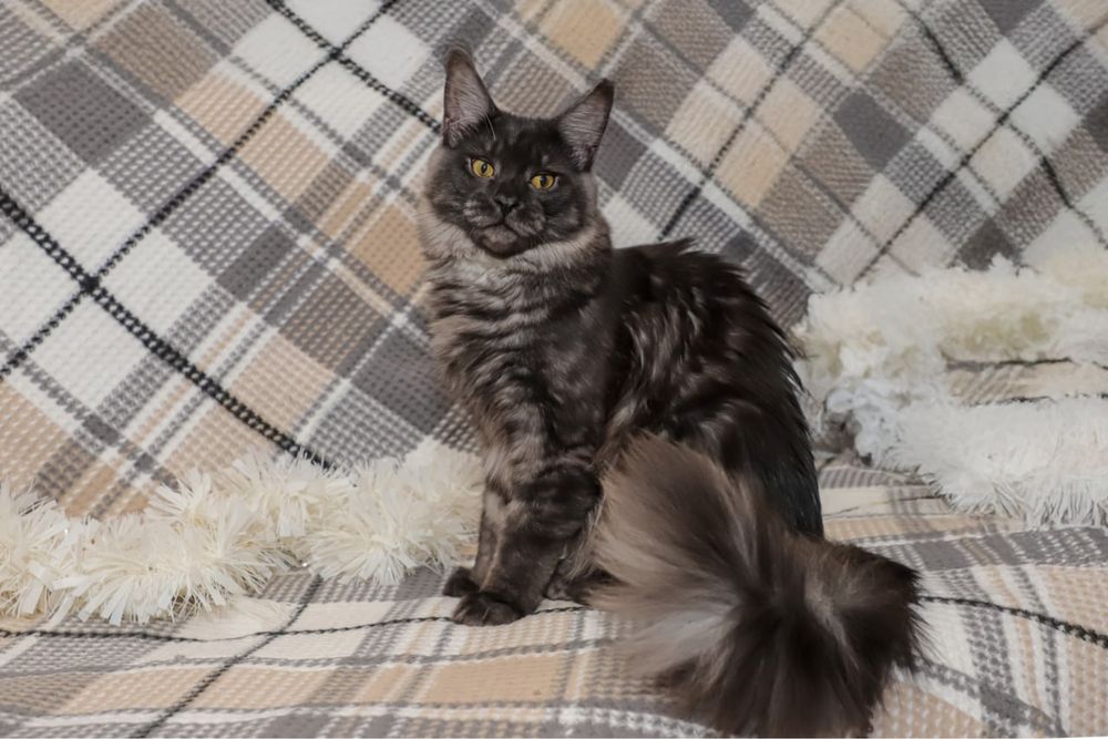 Кошка породы Мейн кун классик