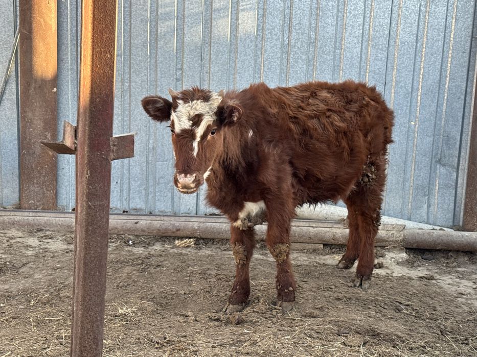 Баспақ сатылады уиде жем жеп турған ……………………………………………………………………………………..