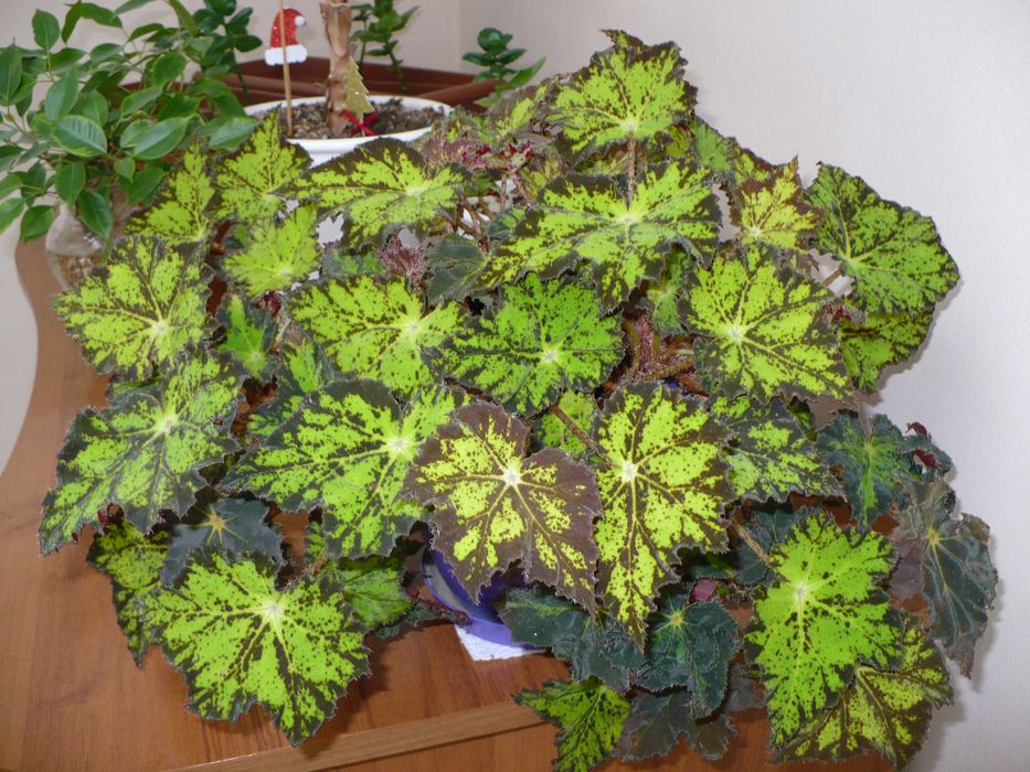 Panasonic Lumix DMC-LZ7 7.2МРх