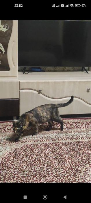 Потерялась кошка