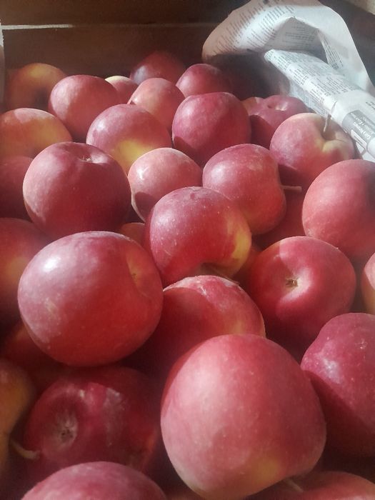 Яблоки айдарлет первый сорт