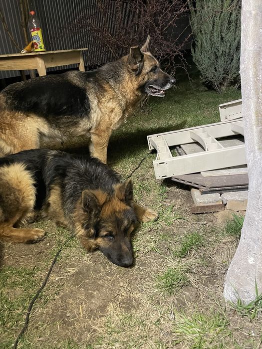 Немецкая овчарка