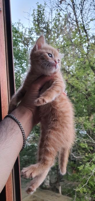 Домашний мушук боллари сотилади