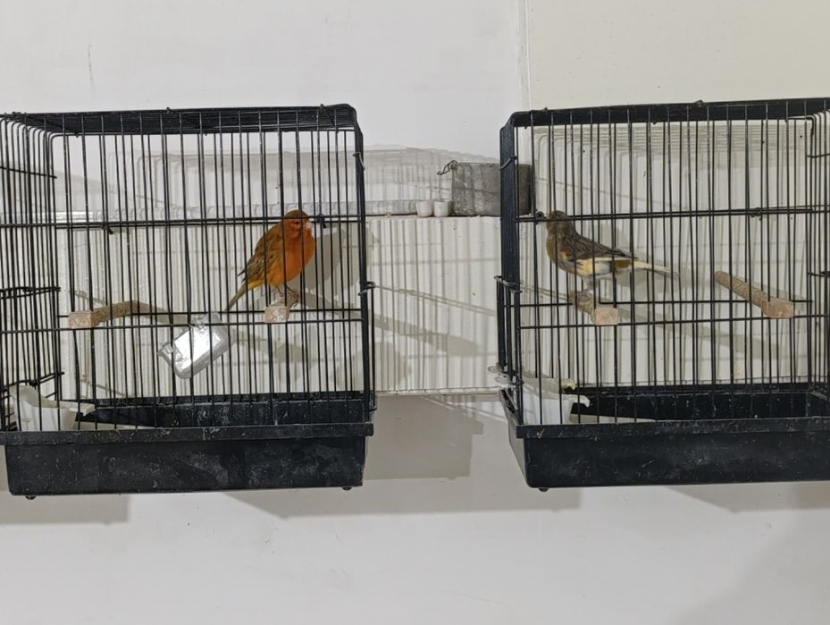 Певчие канарейки