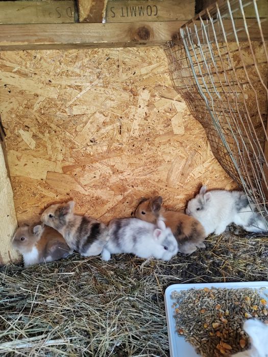 Iepurași pitici de companie