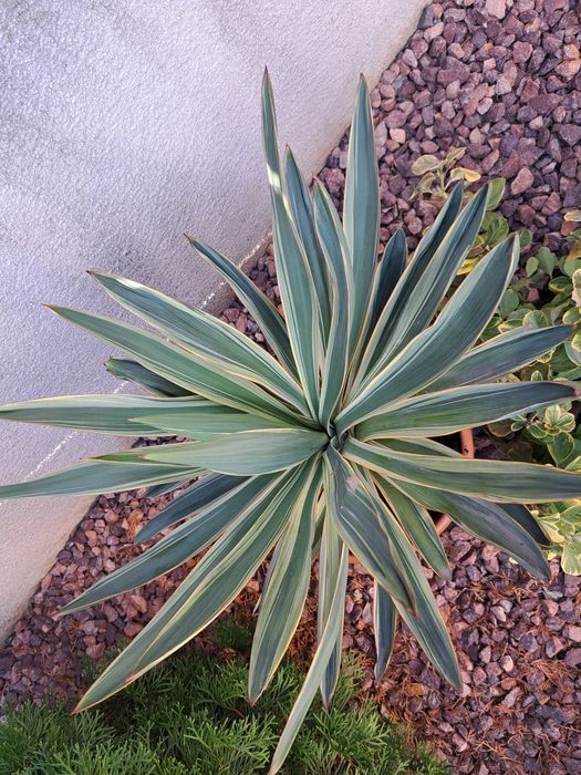 Vand 2 yucca de gradina