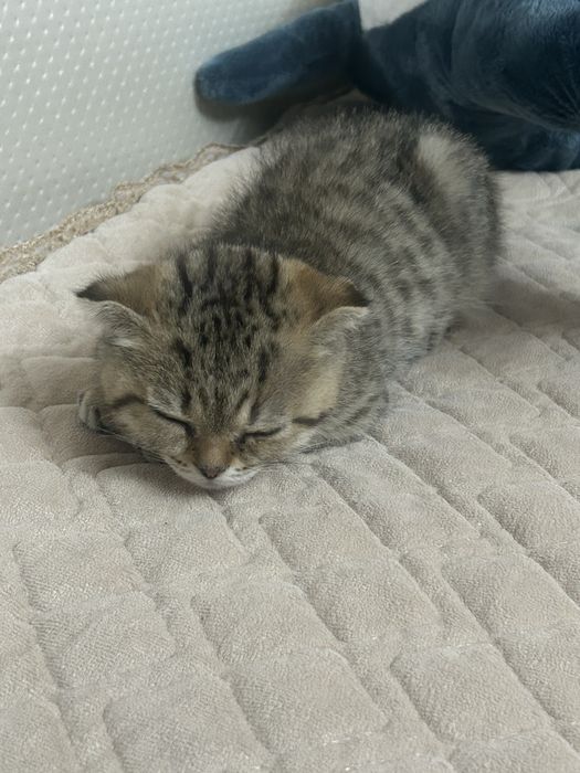 Шотландский котенок