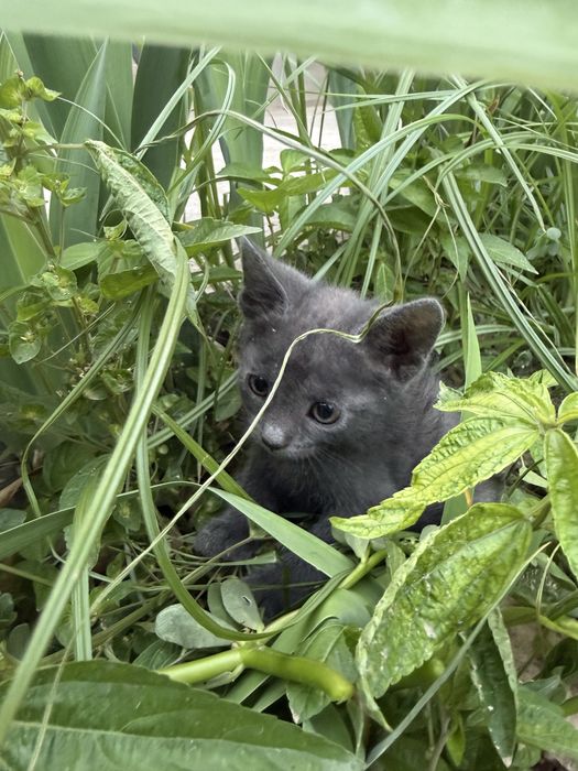Мушукча котенок