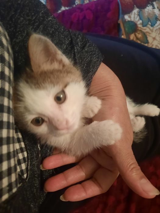 Котенок девочка 2 месяца.