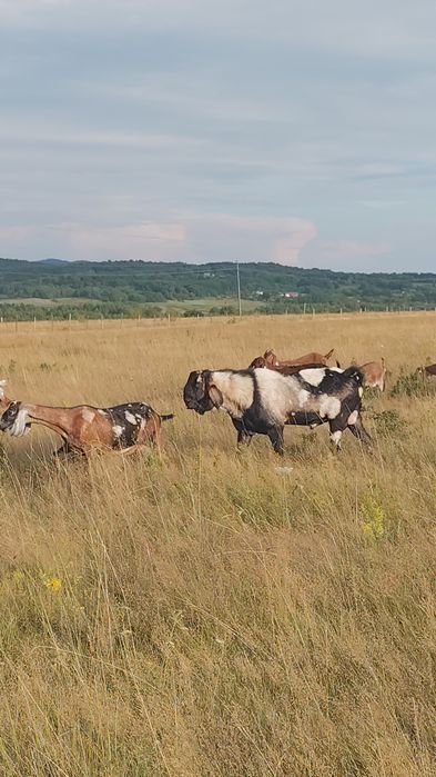 Țap Anglo-Nubian cu pedigree varsta 2+ ani