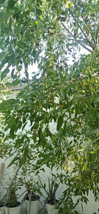 Бектемир тумани Олтинтопган махалласида квартира сотилади.