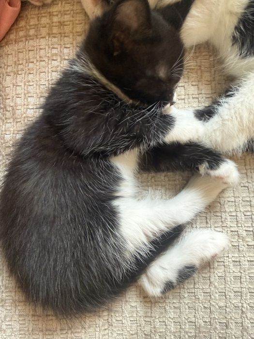 Нежный котенок девочка