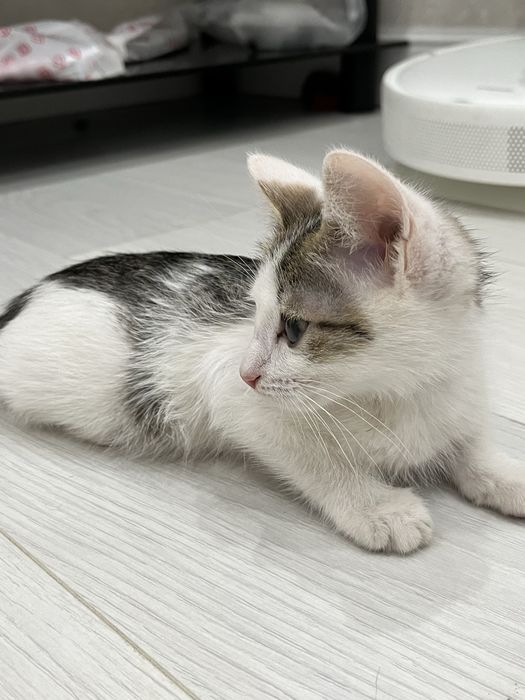 Отдаю котенка,в добрые руки