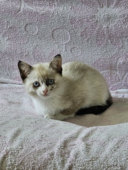 Кошечка девочка в добрые руки