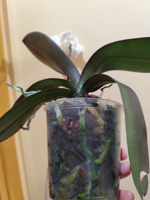 Продаю цветущую орхидею