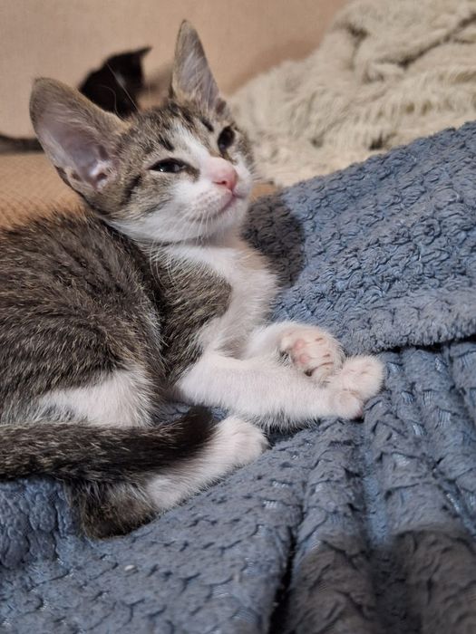 Котята даром !!!