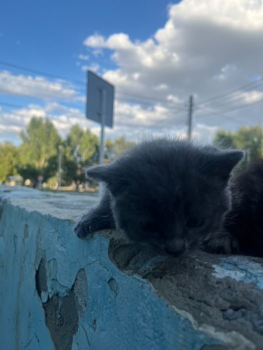 Отдам в добрые руки