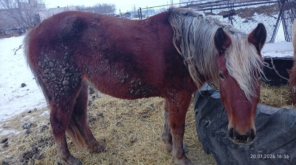 Продам кобылу. На откорме.