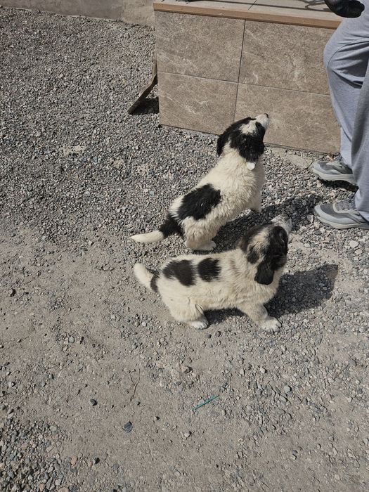 Щенки тобет ТОБЕТ күшік