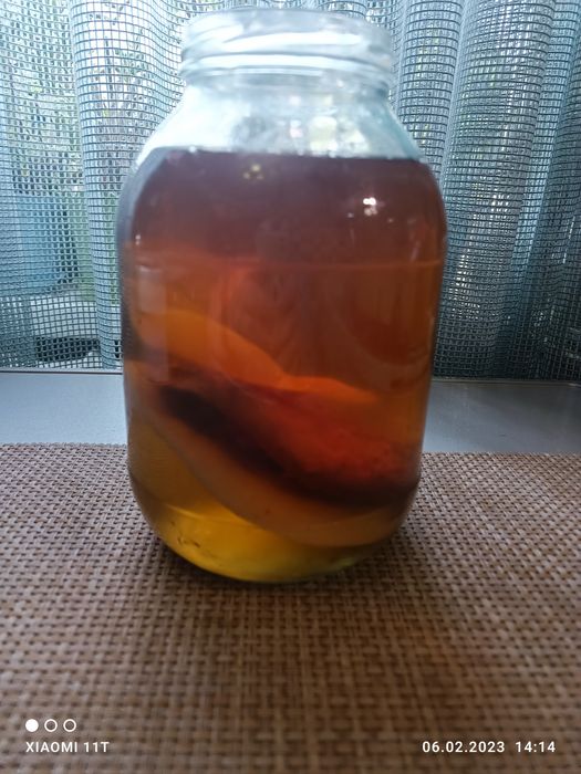 Продам чайный гриб.