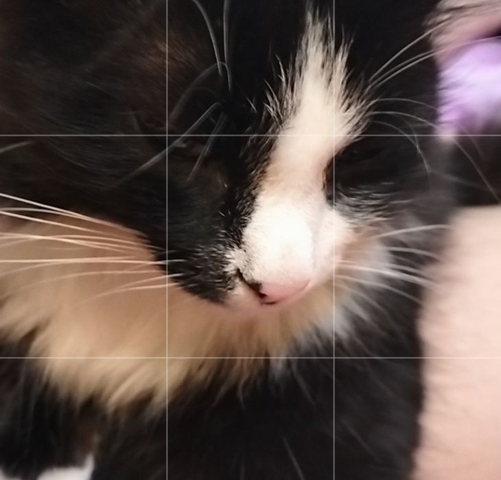 Отдам кота в хорошие руки!