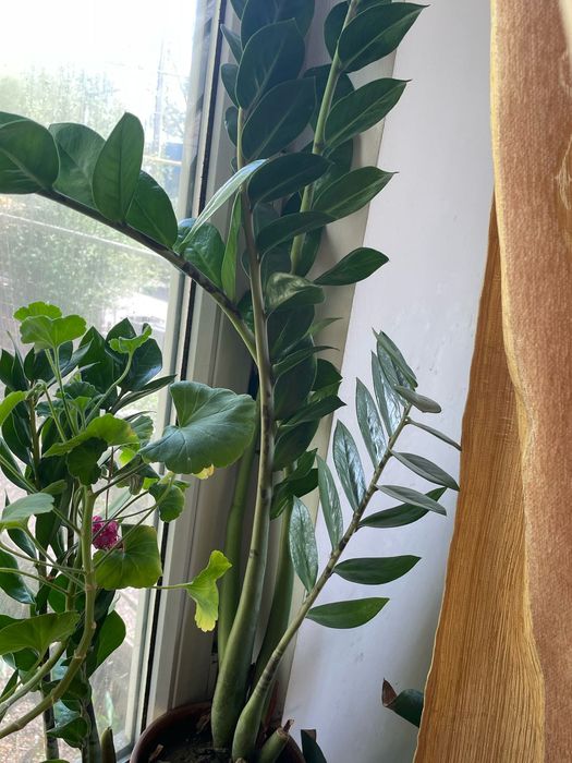 Продам цветы в горшках