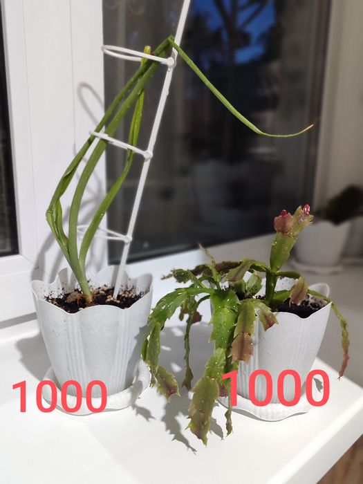 Продам комнатные цветы